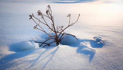 Wall Mural - broken plant in the middle of a snow field