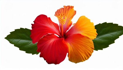 Wall Mural - hibiscus clipart colorful illustration of a hibiscus flower