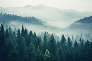  Misty mountain landscape forest mist outdoors.