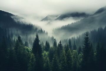 Wall Mural - Misty mountain landscape forest mist outdoors.