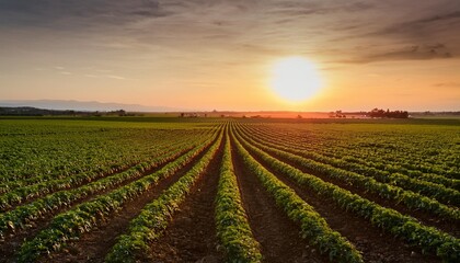 Canvas Print - a wide shot of rows of green crops growing in a field at sunset the sun is setting in the distance casting a golden glow over the scene