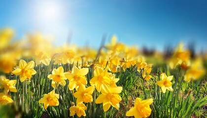 Wall Mural - bright vivid yellow daffodils flowers blooming on sunlit spring meadow against serene blue sky