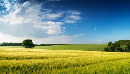 Canvas Print - landscape with field and blue sky