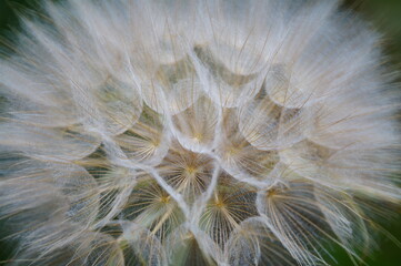 Wall Mural - Fluffy dandelion close-up. Natural background.