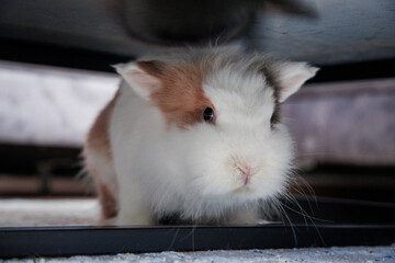 A curious rabbit peeping from under furniture in a cozy indoor space during the day