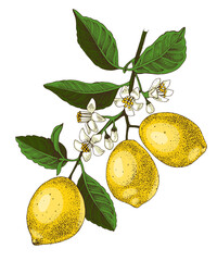 Wall Mural - Lemons hand drawn vector branch