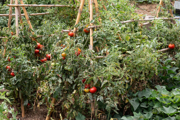 A garden with many tomato plants and a few cucumbers