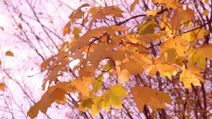 Wall Mural - autumn red, yellow, orange maple leaves, crimson foliage in garden, tree branches sway in background, autumn season, nature protection, concept of weather, autumn season, fall landscape