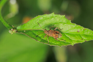 Halyomorpha Halys insect macro photo