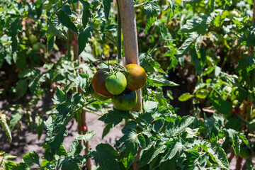 Wall Mural - Ripening tomato kumato on stems on field in sunny day