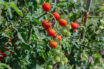 Canvas Print - Ripening cherry tomato on stems on field in sunny day