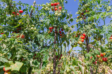 Canvas Print - Cherry tomatoes with ripening fruits on field in sunny day