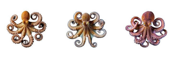 Sticker - Set of Octopus isolated on a transparent background