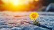 © fadi - flower growing on crack street, hope concept, Never give up! Symbol for many things in life: Persistence, determination, survival, hope, resilience, strength, winning, force of nature.