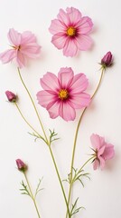 Sticker - PNG Real pressed cosmos flower blossom petal.