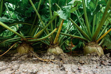 Wall Mural - Sugar beet plants growing in field in summer. Harvesting.