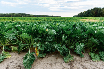 Wall Mural - Sugar beet plants growing in field in summer. Harvesting.