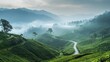© 96 - The picturesque tea plantations of Munnar, India, with misty hills and winding paths. Copy space available