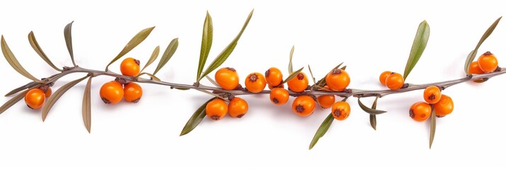 Wall Mural - A branch with many orange berries on it. The berries are small and round. The branch is thin and long