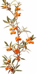 Wall Mural - A tree with many orange fruits hanging from it