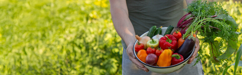 Wall Mural - a man holds freshly picked vegetables in a bowl. Selective focus