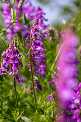 Wall Mural - Vetch, vicia cracca valuable honey plant, fodder, and medicinal plant. Fragile purple flowers background. Woolly or Fodder Vetch blossom in spring garden