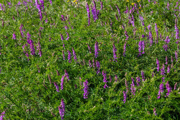 Wall Mural - Vetch, vicia cracca valuable honey plant, fodder, and medicinal plant. Fragile purple flowers background. Woolly or Fodder Vetch blossom in spring garden