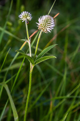 Wall Mural - Trifolium montanum, mountain clover meadow in summer. Collecting medicinal herbs for non-traditional medicine.