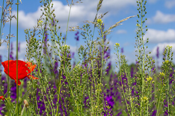 Wall Mural - Camelina microcarpa, Brassicaceae. Wild plant shot in spring