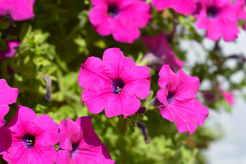 Wall Mural - Pink surfinia flowers