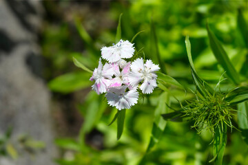 Poster - Sweet William flowers