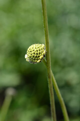 Wall Mural - Giant scabious flower bud