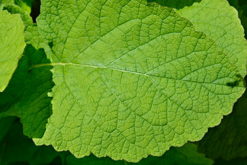 Wall Mural - Forskahls sage leaf