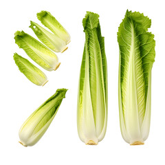 Wall Mural - Endive isolated on transparent background