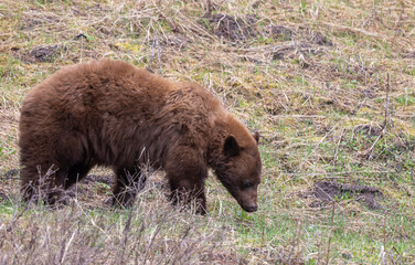 Poster - Black Bear in Yellowstone National Park Wyoming in Springtime