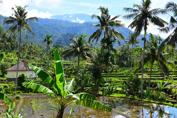 A beautiful rice field in Ubud Bali Indonesia August 2022. This was on a bright sunny day and the sight was truly breath taking. There was lots of traditional farming methods to be seen here.