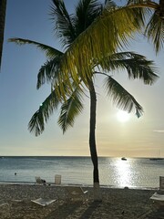 palm trees at sunset