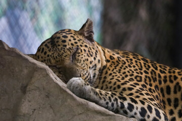 Wall Mural - The leopard tiger is sleep on the rock