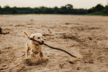 Perrito feliz jugando con una rama en una playa de Yurimaguas.