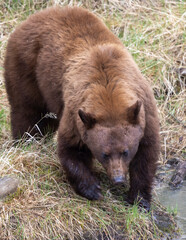 Canvas Print - Black Bear in Yellowstone National Park Wyoming in Springtime