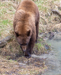 Poster - Black Bear in Yellowstone National Park Wyoming in Springtime