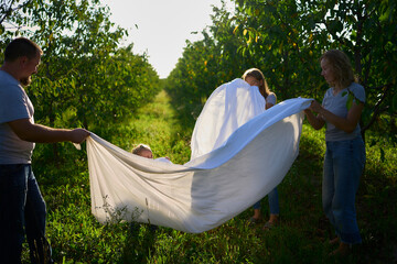 Wall Mural - a family of four is playing with a white sheet in the garden, a toddler wants to flutter the sheet