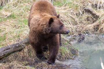 Canvas Print - Black Bear in Yellowstone National Park Wyoming in Springtime