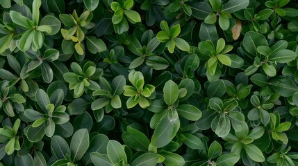 Poster - Aerial View of Young Green Plants in Symmetrical Pattern with Diffused Light Creating Pastel Geometric Background