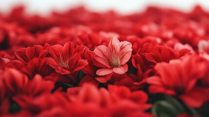 Poster - Aerial View of Red Alstroemerias Creating Symmetrical Geometric Pattern with Soft Bright Lighting and Intricate Floral Design