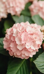 Poster - Vibrant Close-Up of Pink Flowers in Full Bloom with Lush Green Leaves - Fresh and Lively Spring Morning