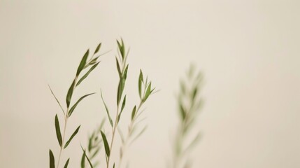 Aufkleber - Abstract Nature Three Green Plants in Soft Beige Background, Symmetrical Composition, High Definition, Smooth Movements, Long Exposure Technique, Wideangle Perspective in Stock