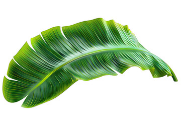 Wall Mural - Fresh, Lush Green Banana Leaf Isolated