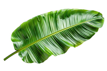 Wall Mural - Fresh, Lush Green Banana Leaf Isolated