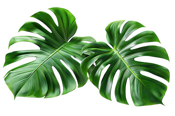 Wall Mural - Vibrant Green Monstera Leaf Isolated